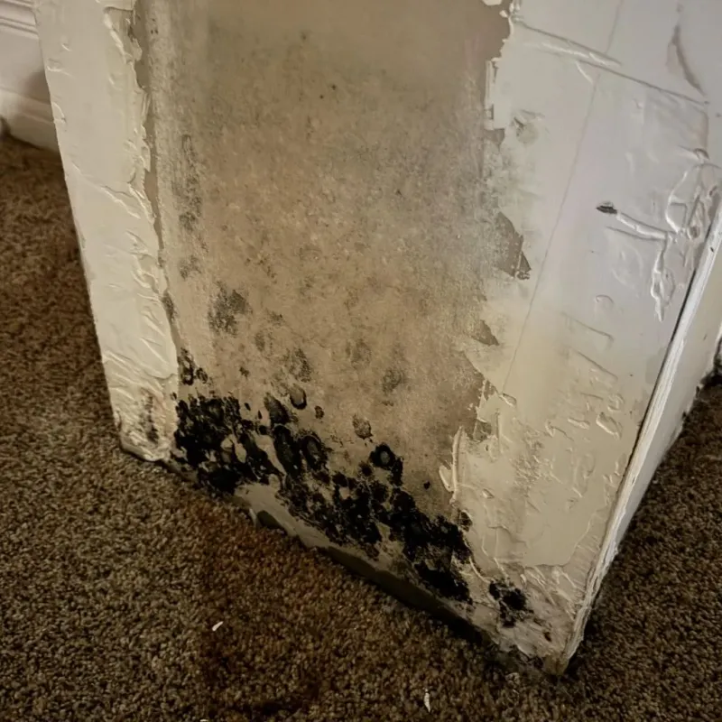 Professional Mold Removal in Aberdeen, NC